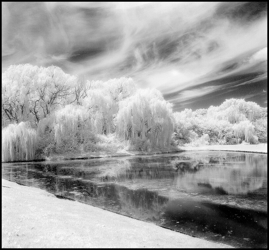 White Willows Weeping